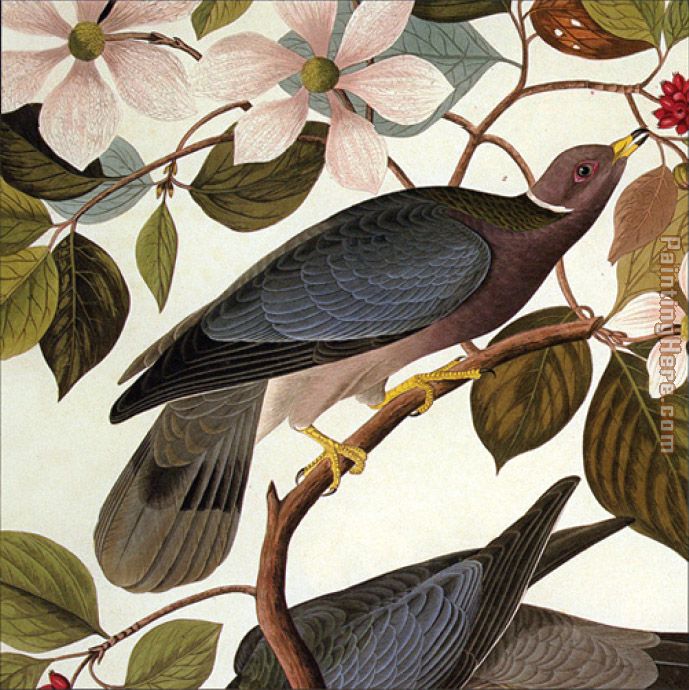 Tailed Pigeon painting - John James Audubon Tailed Pigeon art painting